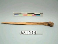 藏品(骨尖器)的圖片